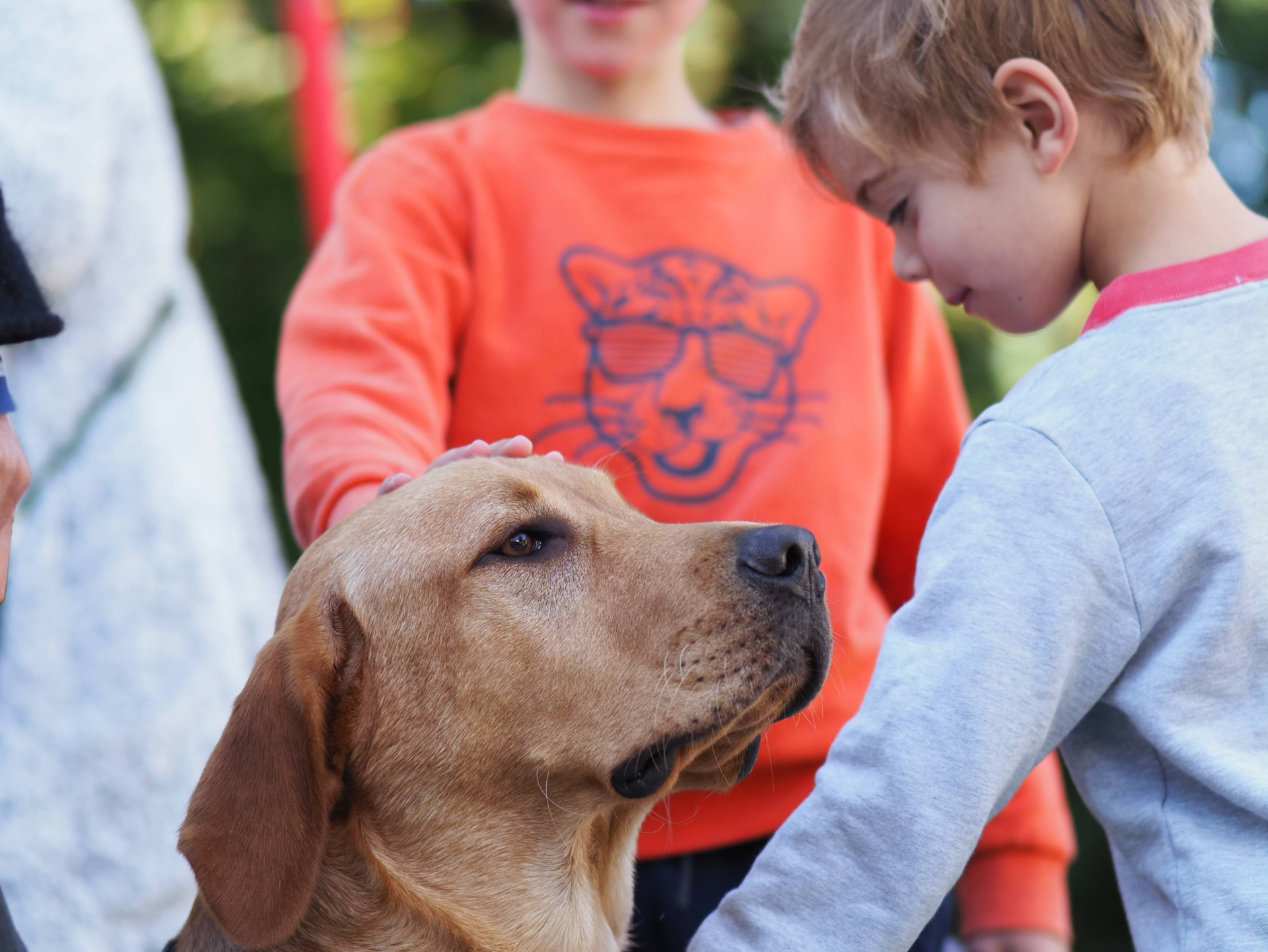 un élève chien guide se laisse caresser fièrement par des enfants