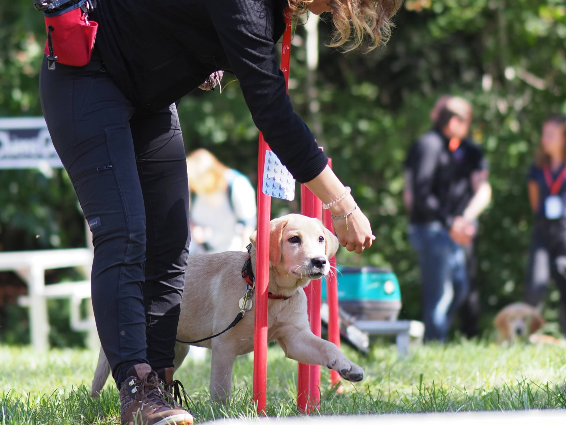un chiot réalise un parcours d'obstacle