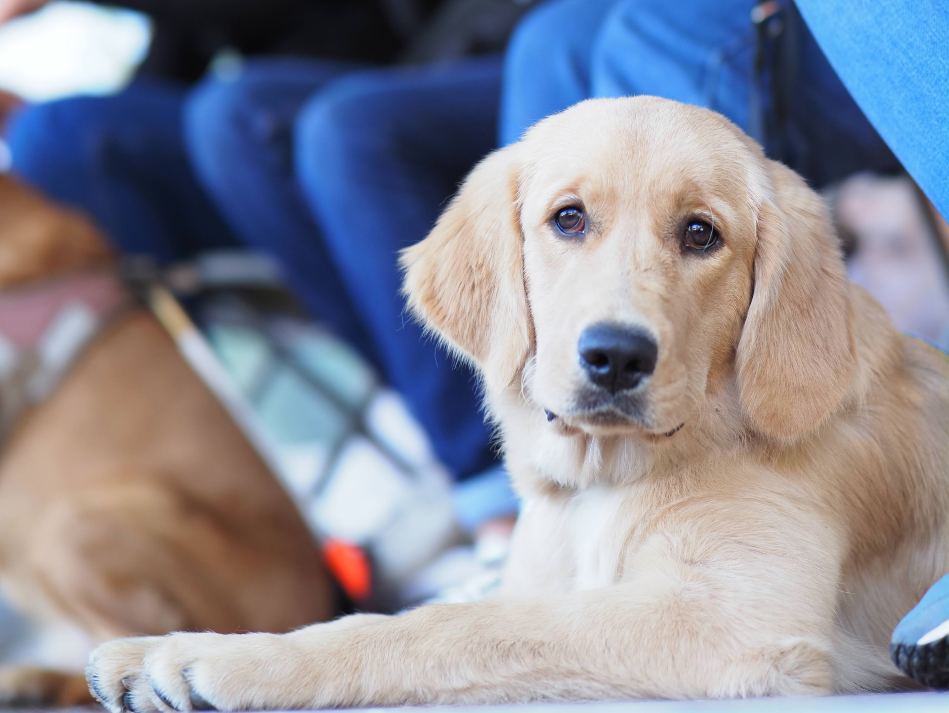un chiot est allongée et regarde l'objectif