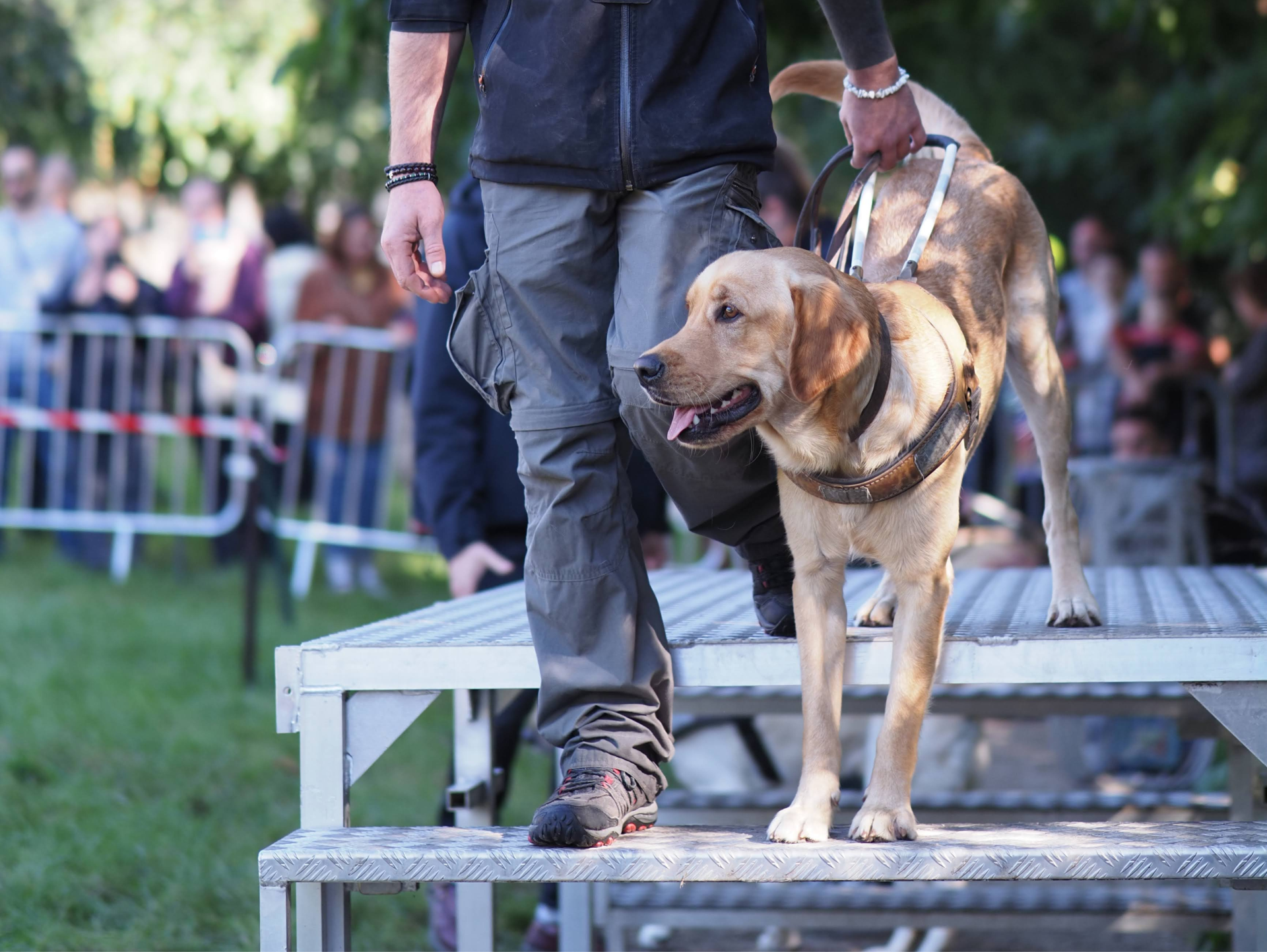 Un chien guide et son éducateur réalise une démonstration de guidage sur une piste d'obstacles