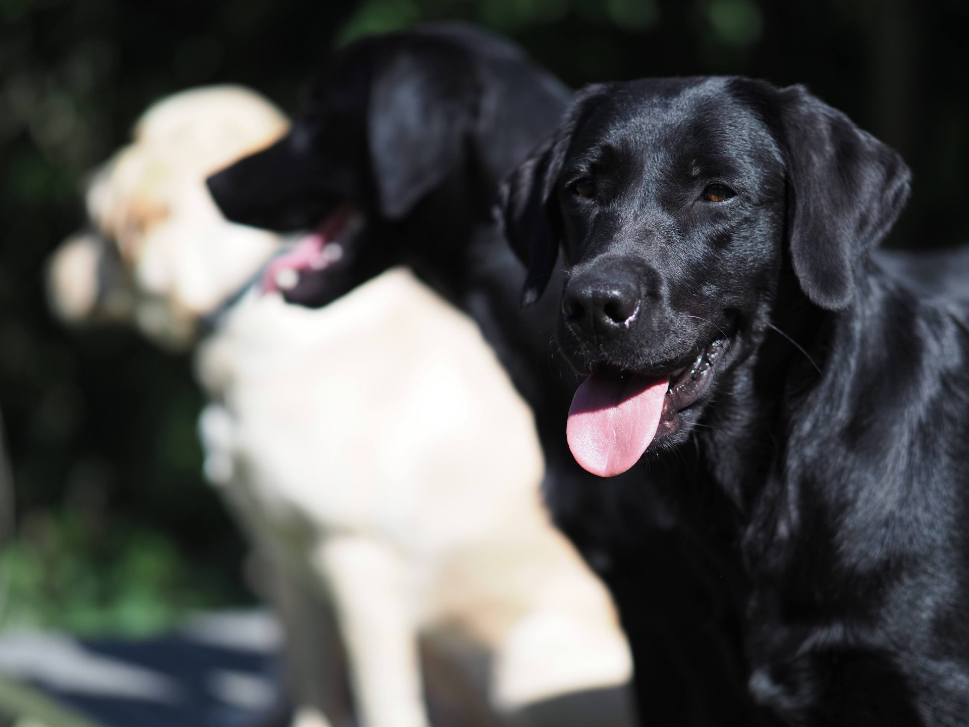 trois chiens sont assis, l'un fixe l'objectif